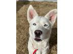 Adopt Snow White a White Husky / Mixed dog in Fort Worth, TX (40802798)
