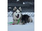 Adopt Peanut a Black - with White Siberian Husky / Mixed dog in Boise