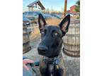 Adopt Atlys located in Colorado a Brown/Chocolate - with Black Belgian Malinois