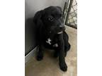 Adopt Playful Boy a Black - with White Labrador Retriever / Flat-Coated