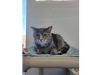 Adopt Chloe a Calico or Dilute Calico Domestic Shorthair (short coat) cat in