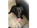 Adopt Lou a Black - with Tan, Yellow or Fawn Labrador Retriever / Shepherd