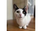 Adopt Odyssey Rittenhouse a White Domestic Shorthair / Mixed (short coat) cat in