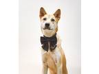 Adopt Rover a Black - with Tan, Yellow or Fawn Jindo / Mixed dog in Toronto