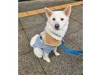 Adopt Siweol a White Jindo / Mixed dog in Toronto, ON (40801249)