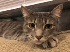 Adopt Peaches a Domestic Shorthair / Mixed (short coat) cat in Little Rock