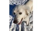 Adopt Fynn a White Great Pyrenees / Mixed dog in Spruce Grove, AB (39768945)