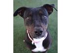 Adopt Bagel a Black - with White Pit Bull Terrier / Mixed dog in Encinitas