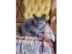 Adopt Opal a Gray, Blue or Silver Tabby Domestic Shorthair (short coat) cat in