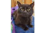 Adopt Bronx a Black (Mostly) Domestic Shorthair (short coat) cat in Camden