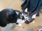 Adopt Lily a Black & White or Tuxedo Domestic Shorthair (short coat) cat in