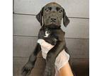 Adopt Lewis a Mixed Breed (Medium) / Mixed dog in Rancho Santa Fe, CA (40608518)