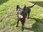 Adopt SHEILA a Black German Shepherd Dog / Mixed dog in Tustin, CA (40779989)