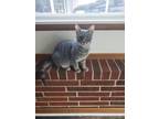 Adopt Conway a Gray or Blue Domestic Shorthair (short coat) cat in Camden