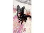 Adopt Bear a Black Border Collie / German Shepherd Dog / Mixed dog in Englewood