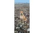 Adopt Dougie a Tan/Yellow/Fawn Labrador Retriever / Mixed dog in Toronto
