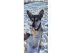 Adopt Duke2 a White Husky / Mixed dog in Spruce Grove, AB (39205262)