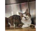 Adopt Cindy Lou a Brown or Chocolate Domestic Shorthair / Domestic Shorthair /
