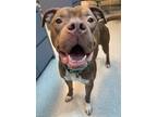 Adopt Rex a Brown/Chocolate American Pit Bull Terrier / Mixed Breed (Medium) /