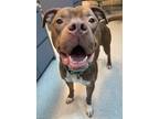 Adopt Rex a Brown/Chocolate American Pit Bull Terrier / Mixed dog in Vienna