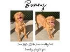 Adopt Bunny a Retriever (Unknown Type) / Mixed Breed (Medium) / Mixed dog in