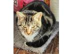 Adopt Norm a Brown Tabby Domestic Shorthair (short coat) cat in York