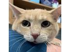 Adopt Goldie a Orange or Red Domestic Shorthair / Mixed cat in Wilmington