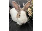 Adopt Taylor a White Dutch / Mixed rabbit in West Palm Beach, FL (40798983)