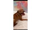 Adopt Robin a Red/Golden/Orange/Chestnut - with White Pit Bull Terrier / Mixed