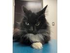 Adopt Aspen a All Black Domestic Longhair / Domestic Shorthair / Mixed cat in