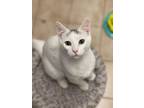 Adopt Bacardi a Domestic Shorthair / Mixed (short coat) cat in Freeport