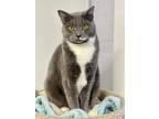 Adopt Matrix a Domestic Shorthair / Mixed (short coat) cat in Freeport