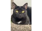 Adopt Croft a Domestic Shorthair / Mixed (short coat) cat in Freeport