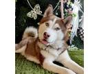 Adopt Mickey a Red/Golden/Orange/Chestnut - with White Siberian Husky / Mixed