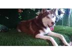Adopt Mickey a Red/Golden/Orange/Chestnut - with White Siberian Husky / Mixed