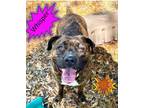 Adopt Whisper a Brindle Bullmastiff / Mixed Breed (Large) / Mixed dog in Palm