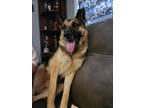 Adopt Finn a Tan/Yellow/Fawn - with Black German Shepherd Dog / Mixed dog in