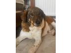 Adopt Yan Yan a White - with Brown or Chocolate Beagle / Mixed dog in New Hyde