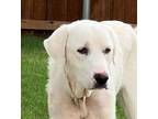 Adopt Polly a White Labrador Retriever / Great Pyrenees dog in Dallas