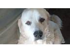 Adopt Dolly a White Great Pyrenees / Mixed dog in Dallas, TX (40524836)