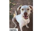 Adopt Castiel a Labrador Retriever / Mixed dog in Midland, TX (19290854)