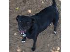 Adopt Luna a Labrador Retriever / Mixed dog in Midland, TX (31067227)
