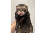 Adopt Sebastion a Ferret small animal in Lyons, IL (40796848)