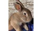 Adopt Herald a Mini Satin / Mixed rabbit in Lakeville, MN (40796763)