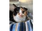Adopt Chloe a Bengal / Mixed (short coat) cat in Henderson, KY (40796647)