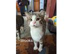 Adopt Brooks a White (Mostly) Domestic Shorthair cat in Cleburne, TX (40174212)