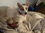 Adopt Ricardo a White - with Brown or Chocolate German Shepherd Dog / Mixed dog