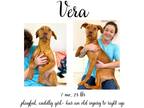 Adopt Vera a Mixed Breed (Medium) / Mixed dog in Albany, GA (40604684)