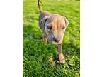 Adopt Edyn a Tan/Yellow/Fawn American Pit Bull Terrier / Mixed Breed (Medium) /