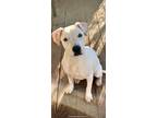Adopt Faye a White American Pit Bull Terrier / Mixed Breed (Medium) / Mixed dog